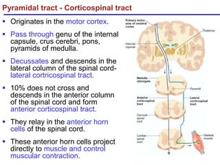 Spinal Cardinal Introduction to Neuroanatomy & AN- 57.1- Spinal cord -External ...