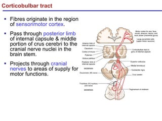 Introduction to Neuroanatomy & AN- 57.1- Spinal cord -External ...