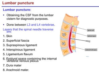 Introduction to Neuroanatomy & AN- 57.1- Spinal cord -External ...