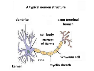 A typical neuron structure
dendrite axon terminal
branch
cell body
intercept
of Ranvie
kernel
axon
Schwann cell
myelin sheath
 