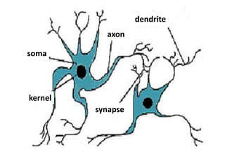 dendrite
axon
kernel
soma
synapse
 