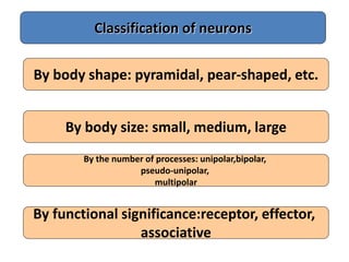 Classification of neurons
By body shape: pyramidal, pear-shaped, etc.
By body size: small, medium, large
By the number of processes: unipolar,bipolar,
pseudo-unipolar,
multipolar
By functional significance:receptor, effector,
associative
 