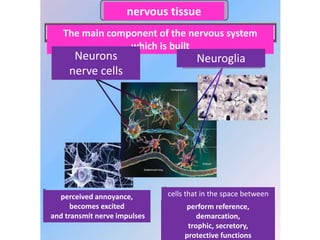 nervous tissue
The main component of the nervous system
which is built
Neurons
nerve cells
Neuroglia
perceived annoyance,
becomes excited
and transmit nerve impulses
cells that in the space between
neurons
perform reference,
demarcation,
trophic, secretory,
protective functions
 
