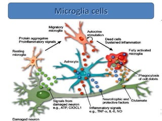 Microglia cells
 