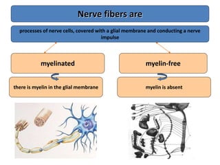 Nerve fibers are
processes of nerve cells, covered with a glial membrane and conducting a nerve
impulse
myelinated myelin-free
there is myelin in the glial membrane myelin is absent
 