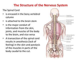 The Structure of the Nervous System
The Spinal Cord
• is encased in the bony vertebral
column
• is attached to the brain stem
• is the major conduit of
information from the skin,
joints, and muscles of the body
to the brain, and vice versa
• A transection of the spinal cord
results in anesthesia (lack of
feeling) in the skin and paralysis
of the muscles in parts of the
body caudal to the cut.
 