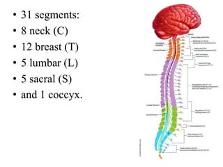 • 31 segments:
• 8 neck (C)
• 12 breast (T)
• 5 lumbar (L)
• 5 sacral (S)
• and 1 coccyx.
 