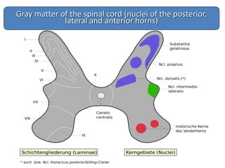 Gray matter of the spinal cord (nuclei of the posterior,
lateral and anterior horns)
 