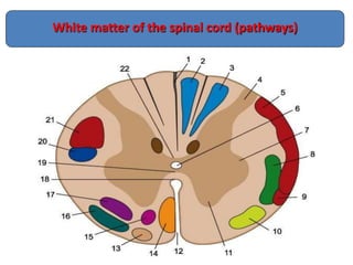 White matter of the spinal cord (pathways)
 