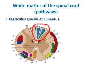 White matter of the spinal cord
(pathways)
• Fasciculus gracilis et cuneatus
 