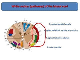 White matter (pathways) of the lateral cord
Tr. cortico-spinalis lateralis
Tr. spinocerebellaris anterior et posterior
Tr. spino-thalamicus lateralis
Tr. rubro-spinalis
 