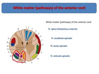 White matter (pathways) of the anterior cord
White matter (pathways) of the anterior cord
Tr. spino-thalamicus anterior
Tr. vestibulo-spinalis
Tr. tecto-spinalis
Tr. reticulo-spinalis
 