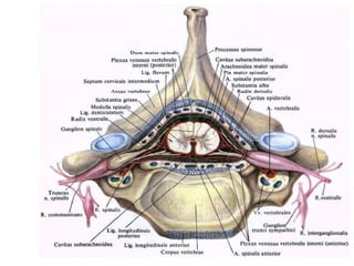 Оболочки СМ
• имеет три оболочки: и
наружная – твердая
• средняя - паутинная
• внутренняя - мягкая
(сосудистая), Между твердой
оболочкой и надкостницей
позвоночного канала -
эпидуральное пространство,
между твердой и паутинной -
субдуральное пространство.
• От мягкой (сосудистой)
оболочки паутинную оболочку
отделяет подпаутинное
(субарахноидальное)
пространство, содержащее
спинномозговую жидкость
(до 150 мл)
 