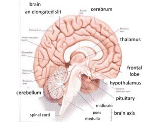 brain
an elongated slit cerebrum
thalamus
cerebellum
frontal
lobe
hypothalamus
pituitary
brain axis
midbrain
pons
medulla
spinal cord
 
