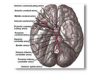 Кровоснабжение головного мозга
 