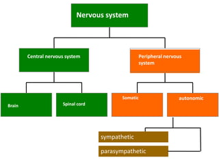Brain
Central nervous system
Somatic autonomic
Peripheral nervous
system
Nervous system
sympathetic
parasympathetic
Spinal cord
 