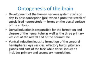 Ontogenesis of the brain
• Development of the human nervous system starts on
day 15 post-conception (p/c) when a primitive streak of
specialised neuroectoderm forms on the dorsal surface
of the embryo.
• Dorsal induction is responsible for the formation and
closure of the neural tube as well as the three primary
vesicles at the rostral end of the neural tube.
• Ventral induction leads to formation of the cerebral
hemispheres, eye vesicles, olfactory bulbs, pituitary
glands and part of the face while dorsal induction
includes primary and secondary neurulation.
 