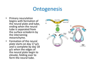 Ontogenesis
• Primary neurulation
begins with formation of
the neural plate and tube,
ending when the neural
tube is separated from
the surface ectoderm by
the intervening
mesenchyme.
• Formation of the neural
plate starts on day 17 p/c
and is complete by day 18
p/c when the edges of
the neural plate begin to
elevate, folding over to
form the neural tube.
 