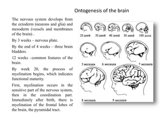 Ontogenesis of the brain
The nervous system develops from
the ectoderm (neurons and glia) and
mesoderm (vessels and membranes
of the brain) .
By 3 weeks – nervous plate.
By the end of 4 weeks – three brain
bladders.
12 weeks –common features of the
brain.
By week 20, the process of
myelination begins, which indicates
functional maturity.
First, myelination occurs in the
sensitive part of the nervous system,
then in the coordination part.
Immediately after birth, there is
myelination of the frontal lobes of
the brain, the pyramidal tract.
 