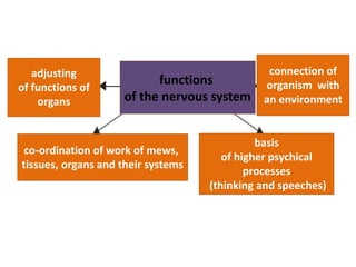 co-ordination of work of mews,
tissues, organs and their systems
functions
of the nervous system
adjusting
of functions of
organs
connection of
organism with
an environment
basis
of higher psychical
processes
(thinking and speeches)
 