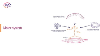 introduction to neurology (nervous system, areas, motor and sensory ...