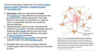 There are three types of glial cells in the mature central
nervous system: astrocytes, oligodendrocytes,
and microglial cells.
1. Astrocytes, which are restricted to the brain
and spinal cord, have elaborate local processes that
give these cells a starlike appearance. The major
function of astrocytes is to maintain, in a variety of
ways, an appropriate chemical environment for
neuronal signaling.
2. Oligodendrocytes, which are also restricted to the
central nervous system, lay down a laminated, lipid-rich
wrapping called myelin around some, but not all,
axons. Myelin has important effects on the speed
of action potential conduction.
3. In the peripheral nervous system, the cells that
elaborate myelin are called Schwann cells.
4. Microglial cells are primarily scavenger cells that
remove cellular debris from sites of injury or normal cell
turnover.
 