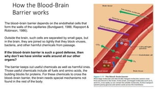 How the Blood-Brain
Barrier works
The blood–brain barrier depends on the endothelial cells that
form the walls of the capillaries (Bundgaard, 1986; Rapoport &
Robinson, 1986).
Outside the brain, such cells are separated by small gaps, but
in the brain, they are joined so tightly that they block viruses,
bacteria, and other harmful chemicals from passage.
If the blood–brain barrier is such a good defense, then
why don’t we have similar walls around all our other
organs?
The barrier keeps out useful chemicals as well as harmful ones.
Those useful chemicals include all fuels and amino acids, the
building blocks for proteins. For these chemicals to cross the
blood–brain barrier, the brain needs special mechanisms not
found in the rest of the body.
 