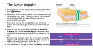 The Nerve Impulse
• Messages in a neuron develop from disturbances of the
resting potential.
• All parts of a neuron are covered by a membrane about 8
nanometers (nm) thick. The membrane is composed of
two layers (free to float relative to each other) of
phospholipid molecules.
• Embedded among the phospholipids are cylindrical
protein molecules through which certain chemicals can
pass.
• When at rest, the membrane maintains an electrical
gradient, also known as polarization—a difference in
electrical charge between the inside and outside of the
cell.
• The electrical potential inside the membrane is slightly
negative with respect to the outside, mainly because of
negatively charged proteins inside the cell.
• This difference in voltage is called the resting potential.
 
