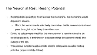 The Neuron at Rest: Resting Potential
• If charged ions could flow freely across the membrane, the membrane would
depolarize at once.
– SInce the membrane is selectively permeable; that is, some chemicals can
pass through it more freely than others can.
• Due to its selective permeability, the membrane of a neuron maintains an
electrical gradient, a difference in electrical charge between the inside and
outside of the cell.
• This positive outside/negative inside electric polarization is called resting
potential (approximately -70mV).
 