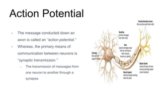 Action Potential
• The message conducted down an
axon is called an “action potential.”
• Whereas, the primary means of
communication between neurons is
“synaptic transmission.”
– The transmission of messages from
one neuron to another through a
synapse.
 