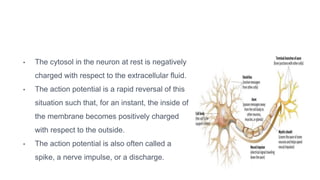 • The cytosol in the neuron at rest is negatively
charged with respect to the extracellular fluid.
• The action potential is a rapid reversal of this
situation such that, for an instant, the inside of
the membrane becomes positively charged
with respect to the outside.
• The action potential is also often called a
spike, a nerve impulse, or a discharge.
 