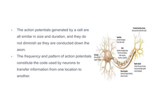 • The action potentials generated by a cell are
all similar in size and duration, and they do
not diminish as they are conducted down the
axon.
• The frequency and pattern of action potentials
constitute the code used by neurons to
transfer information from one location to
another.
 