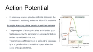 Action Potential
• In a sensory neuron, an action potential begins on the
axon hillock, a swelling where the axon exits the soma.
Example: Breaking of the skin by a nail/sharp object
• The perception of sharp pain when a nail enters your
foot is caused by the generation of action potentials in
certain nerve fibers in the skin.
• The membrane of these fibers is believed to possess a
type of gated sodium channel that opens when the
nerve ending is stretched.
 