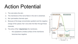 Action Potential
1) The nail enters the skin.
2) The membrane of the nerve fibers in the skin is stretched.
3) Na+ permeable channels open.
4) Because of the large concentration gradient and the negative
charge of the cytosol, Na+ ions enter the fiber through these
channels.
5) The entry of Na+ depolarizes the membrane.
– the cytoplasmic (inside) surface of the membrane
becomes less negative.
 