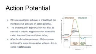 Action Potential
6) If this depolarization achieves a critical level, the
membrane will generate an action potential.
7) The critical level of depolarization that must be
crossed in order to trigger an action potential is
called threshold (threshold of excitation)
8) After depolarization potassium (K+) moves out
restoring the inside to a negative voltage – this is
called repolarization.
 