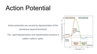 Action Potential
Action potentials are caused by depolarization of the
membrane beyond threshold.
The rapid depolarization and repolarization produce a
pattern called a spike.
 