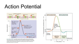 Action Potential
 
