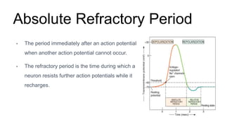 Absolute Refractory Period
• The period immediately after an action potential
when another action potential cannot occur.
• The refractory period is the time during which a
neuron resists further action potentials while it
recharges.
 