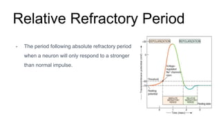 Relative Refractory Period
• The period following absolute refractory period
when a neuron will only respond to a stronger
than normal impulse.
 
