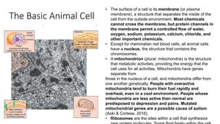 The Basic Animal Cell
• The surface of a cell is its membrane (or plasma
membrane), a structure that separates the inside of the
cell from the outside environment. Most chemicals
cannot cross the membrane, but protein channels in
the membrane permit a controlled flow of water,
oxygen, sodium, potassium, calcium, chloride, and
other important chemicals.
• Except for mammalian red blood cells, all animal cells
have a nucleus, the structure that contains the
chromosomes.
• A mitochondrion (plural: mitochondria) is the structure
that metabolic activities, providing the energy that the
cell uses for all activities. Mitochondria have genes
separate from
those in the nucleus of a cell, and mitochondria differ from
one another genetically. People with overactive
mitochondria tend to burn their fuel rapidly and
overheat, even in a cool environment. People whose
mitochondria are less active than normal are
predisposed to depression and pains. Mutated
mitochondrial genes are a possible cause of autism
(Aoki & Cortese, 2016).
• Ribosomes are the sites within a cell that synthesize
 