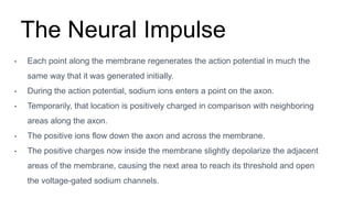 The Neural Impulse
• Each point along the membrane regenerates the action potential in much the
same way that it was generated initially.
• During the action potential, sodium ions enters a point on the axon.
• Temporarily, that location is positively charged in comparison with neighboring
areas along the axon.
• The positive ions flow down the axon and across the membrane.
• The positive charges now inside the membrane slightly depolarize the adjacent
areas of the membrane, causing the next area to reach its threshold and open
the voltage-gated sodium channels.
 