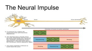 The Neural Impulse
 