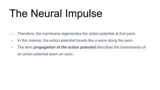 The Neural Impulse
• Therefore, the membrane regenerates the action potential at that point.
• In this manner, the action potential travels like a wave along the axon.
• The term propagation of the action potential describes the transmission of
an action potential down an axon.
 