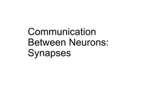 Communication
Between Neurons:
Synapses
 