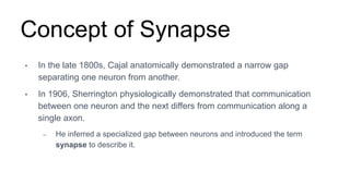 Concept of Synapse
• In the late 1800s, Cajal anatomically demonstrated a narrow gap
separating one neuron from another.
• In 1906, Sherrington physiologically demonstrated that communication
between one neuron and the next differs from communication along a
single axon.
– He inferred a specialized gap between neurons and introduced the term
synapse to describe it.
 