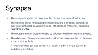 Synapse
• The synapse is where the nerve impulse passes from one cell to the next.
• The electrical signal (the action potential) stops and a chemical signal takes
over to cross the gap between the cells – the chemical messenger is called a
neurotransmitter.
• The neurotransmitter crosses the gap by diffusion, which creates a small delay.
• The advantage of using neurotransmitter is that the nerve impulse can be given
some more specificity.
• Neurotransmitters can also control the operation of the nervous system by
inhibition or excitation.
 
