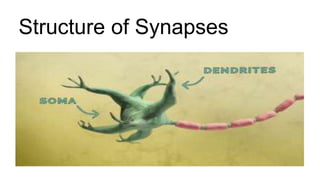 Structure of Synapses
 