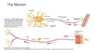 The Neuron
 