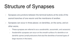Structure of Synapses
• Synapses are junctions between the terminal buttons at the ends of the
axonal branches of one neuron and the membrane of another.
• Synapses can occur in three places: on dendrites, on the soma, and on
other axons.
– These synapses are referred to as a axodendritic, axosomatic, and axoaxonic.
– Axodendritic synapses can occur on the smooth surface of a dendrite or on
dendritic spines (small protrusions that stud the dendrites of several types of
large neurons in the brain).
 