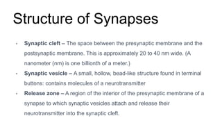Structure of Synapses
• Synaptic cleft – The space between the presynaptic membrane and the
postsynaptic membrane. This is approximately 20 to 40 nm wide. (A
nanometer (nm) is one billionth of a meter.)
• Synaptic vesicle – A small, hollow, bead-like structure found in terminal
buttons: contains molecules of a neurotransmitter
• Release zone – A region of the interior of the presynaptic membrane of a
synapse to which synaptic vesicles attach and release their
neurotransmitter into the synaptic cleft.
 